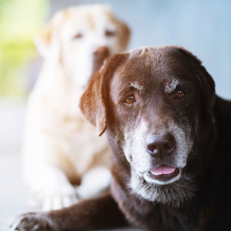 Dog Heartworm Symptoms